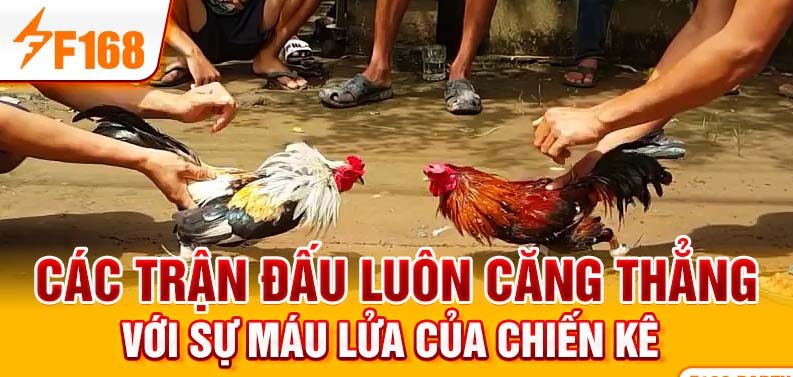 Các trận đấu luôn căng thẳng với sự máu lửa của chiến kê Các trận đấu luôn căng thẳng với sự máu lửa của chiến kê